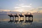 Horses on South Padre Island