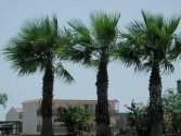 South Padre Island Palms